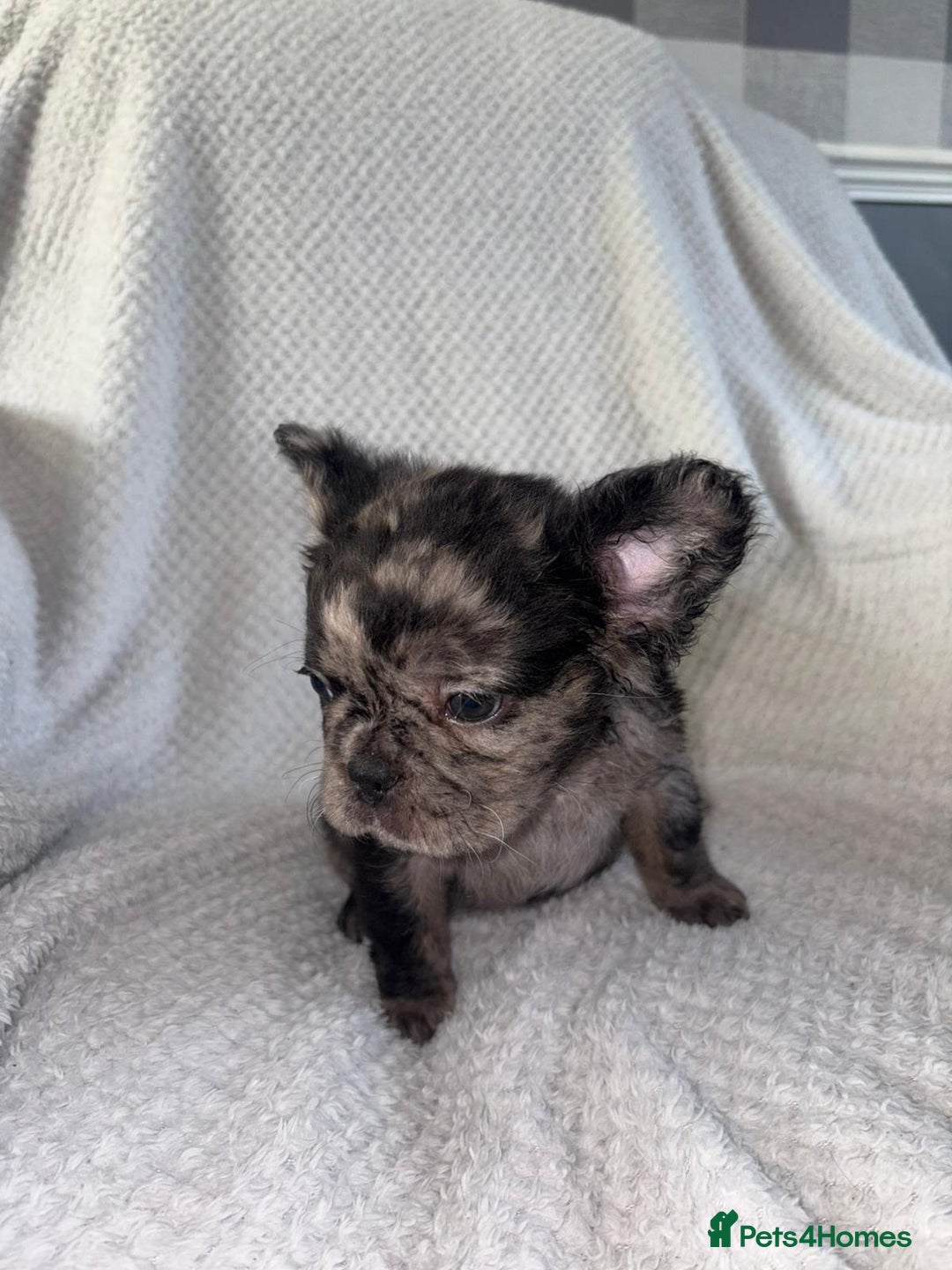 French Bulldog dogs for sale: Fluffy french bulldog puppies - Image 15