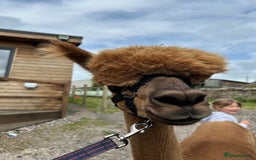 Alpaca livestock for sale: Friendly pet boy alpacas  - Image 2