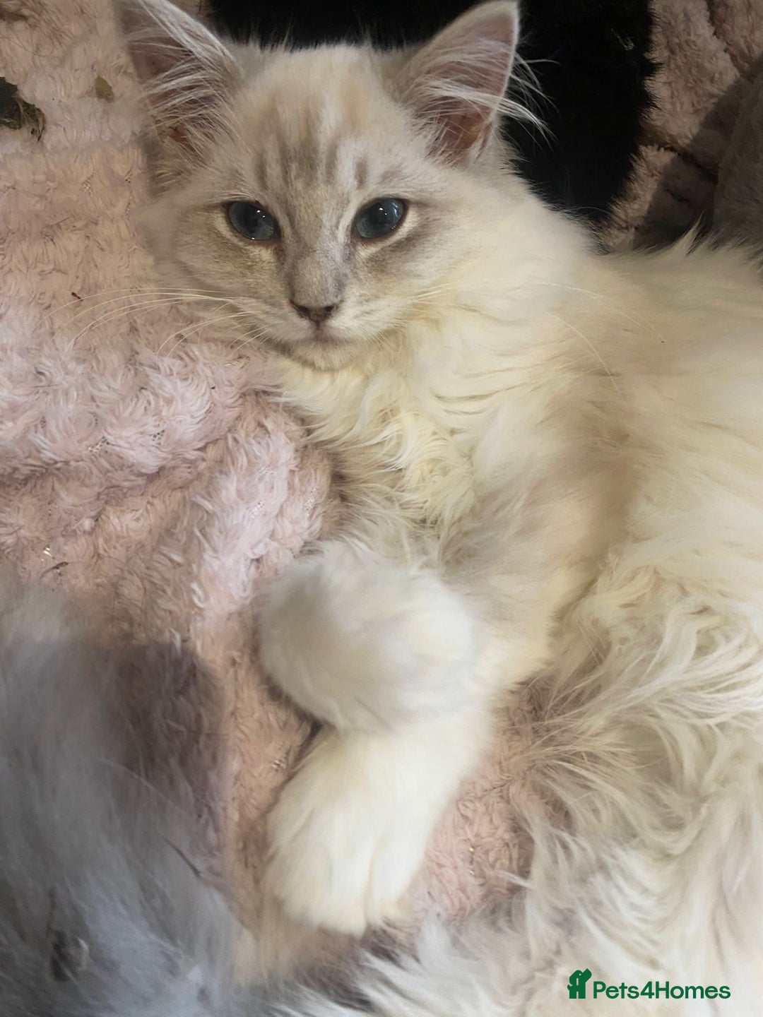 Ragdoll cats for sale: Last two siblings to go cheribim Ragdolls - Advert 7