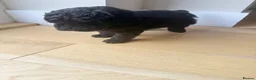 Toy Poodle dogs for sale: Toy poodle puppies (afterglow bred) - Advert 20