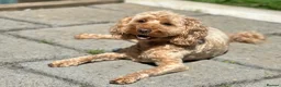 Cockapoo dogs for sale: Beautiful F2 Cockapoo Puppies  - Advert 18