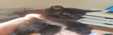 Mixed Breed 3