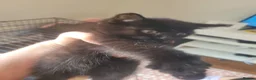 Mixed Breed cats for sale: 4 black kittens 3 girls one boy in St Albans - Advert 2