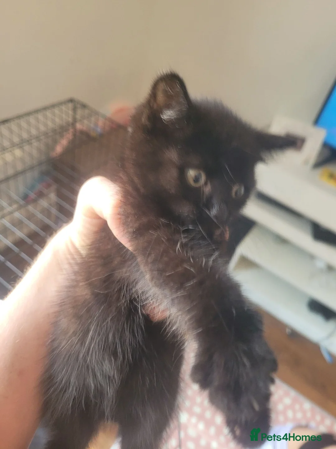 Mixed Breed cats for sale: 4 black kittens 3 girls one boy in St Albans - Advert 2