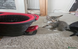 Domestic Shorthair cats for sale: Beautiful Tabby male kitten - Image 2