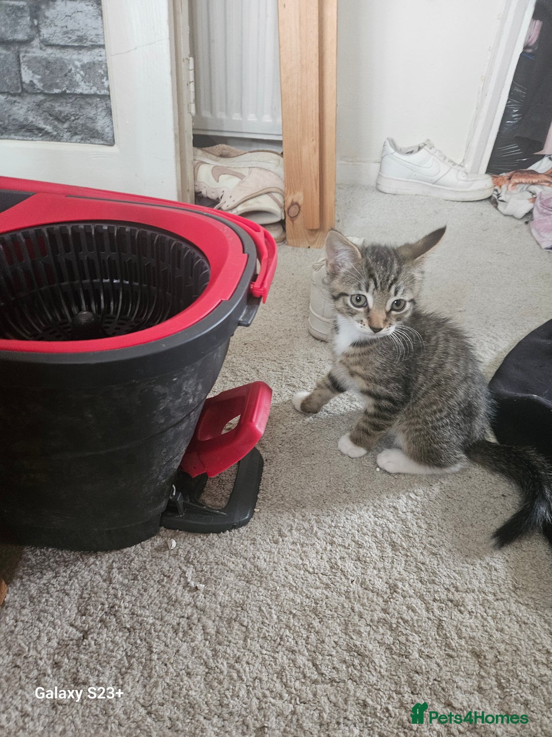 Domestic Shorthair cats for sale: Beautiful Tabby male kitten - Image 2
