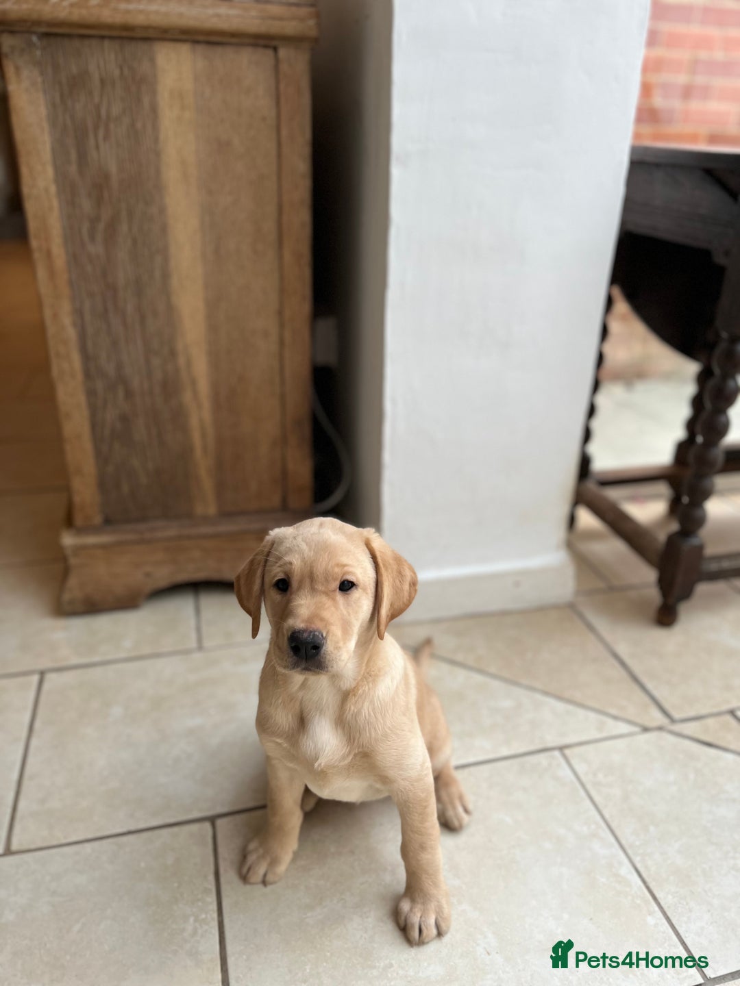 Labrador Retriever dogs for sale: Black female - Advert 4