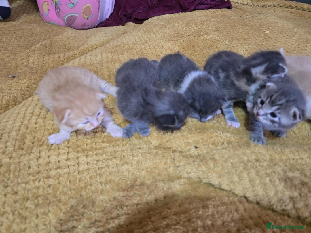 British Longhair cats for sale: 🐈 cat - Image 5