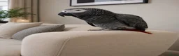 Parrots birds for sale: African Grey Parrot for Sale-Moving Abroad in London - Advert 3