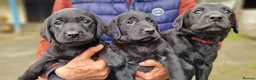 Labrador Retriever dogs for sale: Gorgeous chunky Labrador Puppies - Advert 7