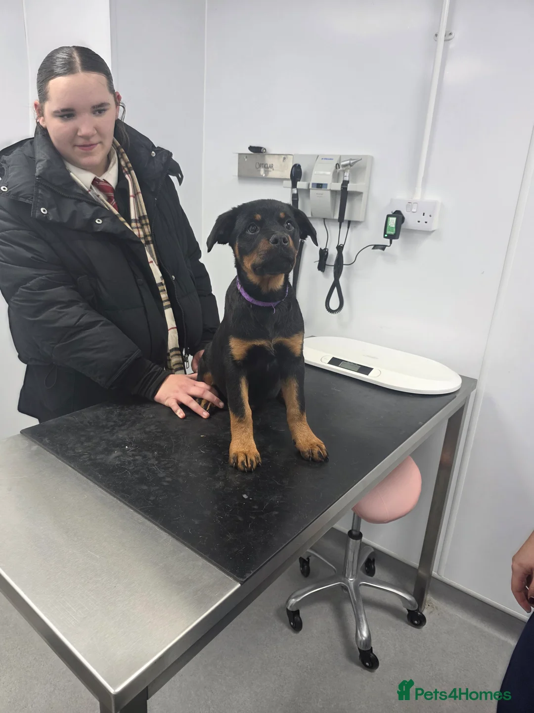 Rottweiler dogs for sale: Rottweiler puppies  - Advert 30