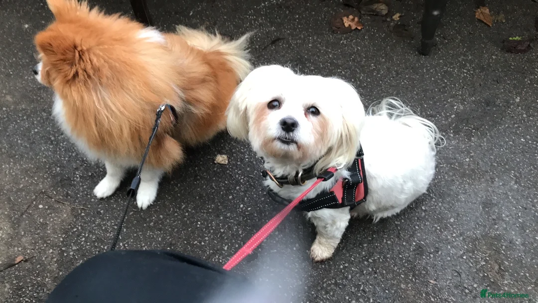 Mixed Breed dogs for sale: Malti-Pom Puppies - £1200 - 3 Left - Advert 2