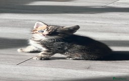 Mixed Breed cats for sale: 3 beautiful baby’s looking for their loving home  - Image 4