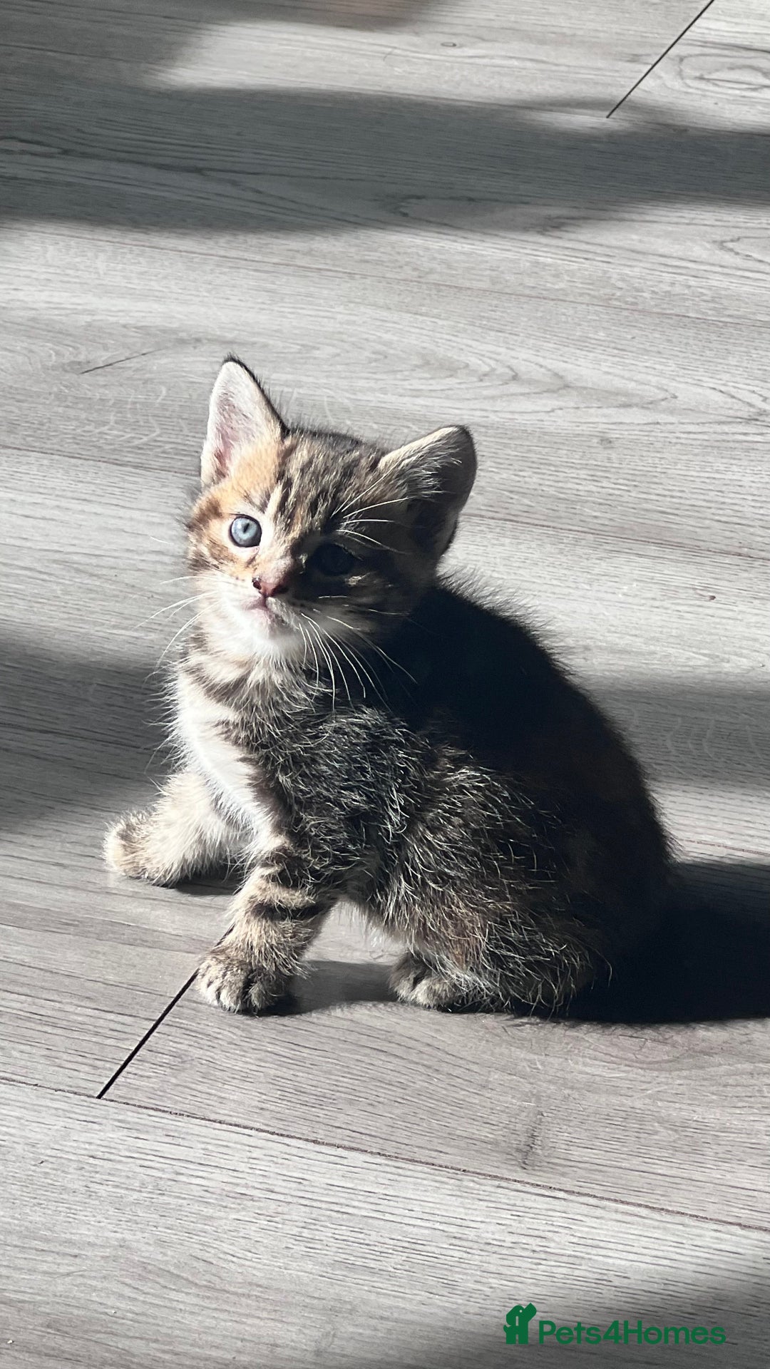 Mixed Breed cats for sale: 3 beautiful baby’s looking for their loving home  - Image 4