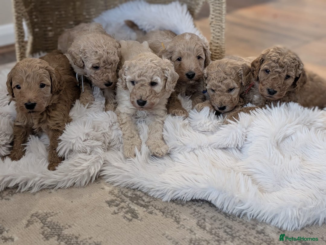 Australian Labradoodle dogs for sale: Minature Austrailian labradoodles - Image 11