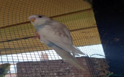 Budgerigars birds for sale: Stunning clear wing baby budgies.  - Image 7
