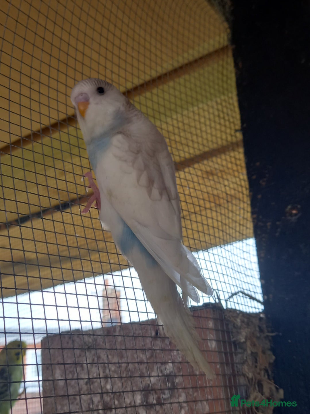 Budgerigars birds for sale: Stunning clear wing baby budgies.  - Image 7