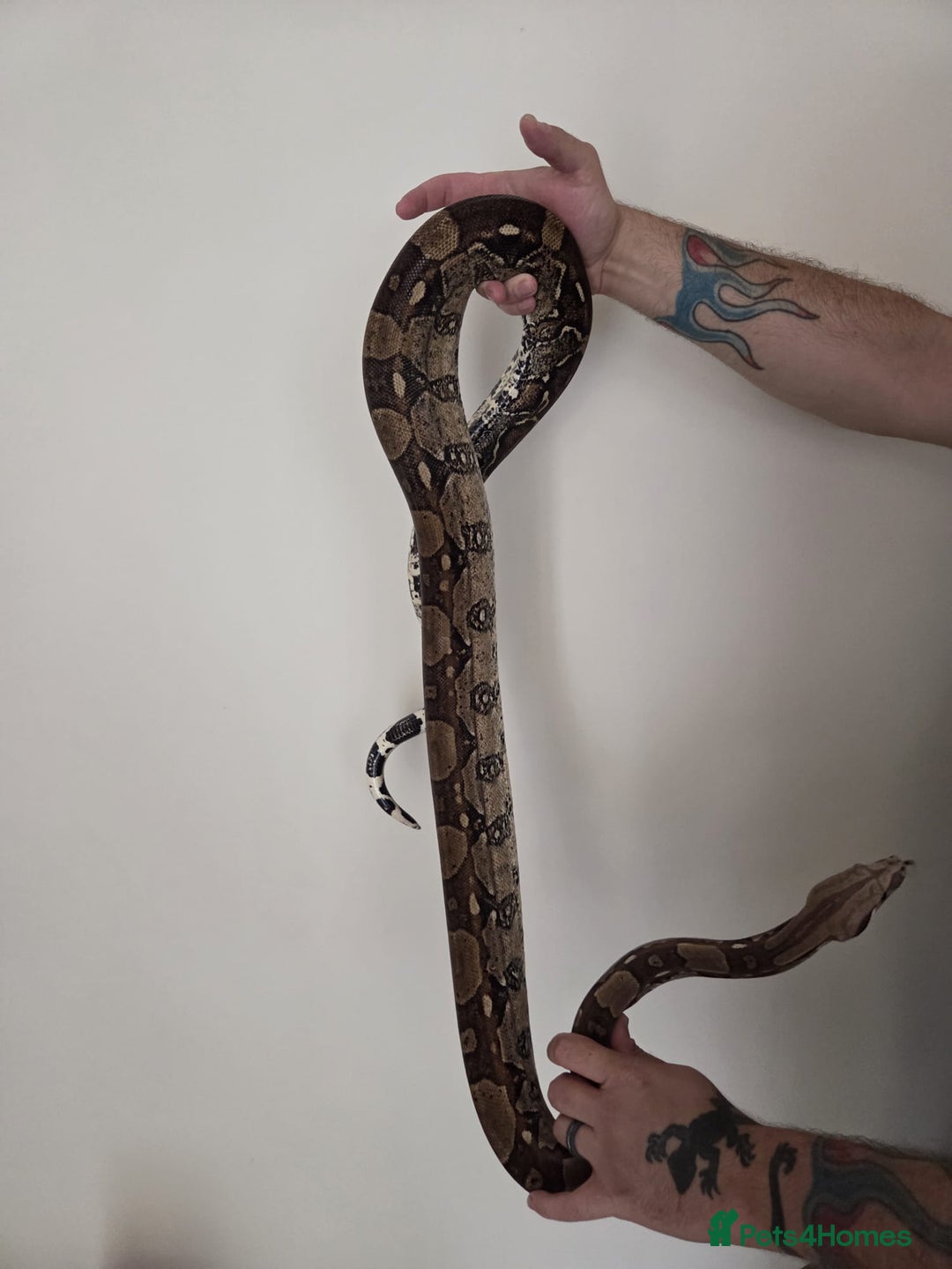 Boa Snake reptiles for sale: Female Boa Constrictor. - Image 2