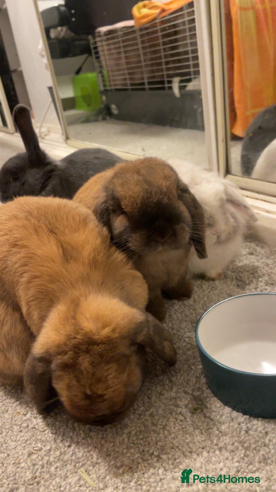 Mini Lop rabbits for sale: Rabbits for adoption - Advert 3