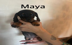 Miniature Dachshund dogs for sale: Beautiful miniature dachshunds  - Image 11