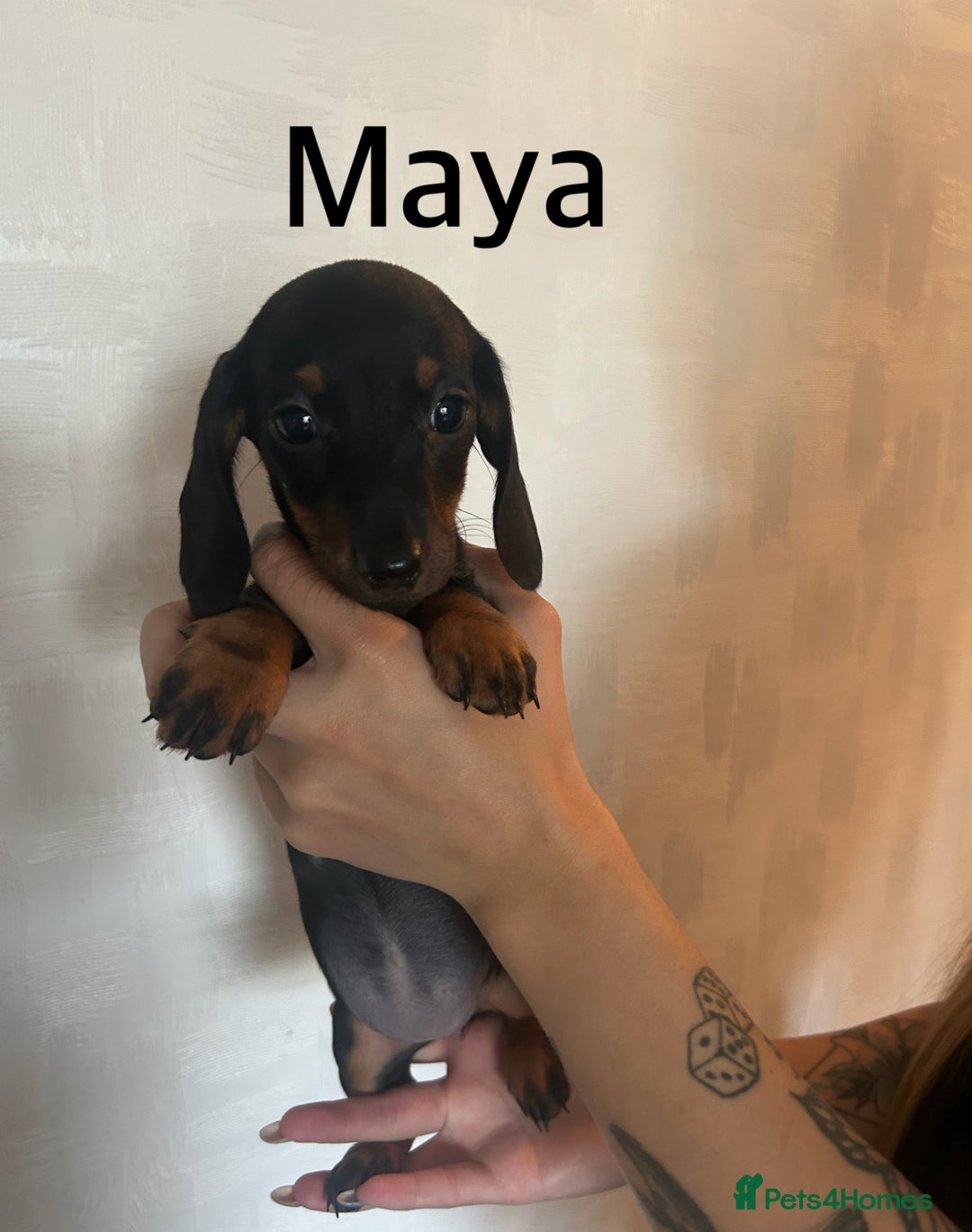 Miniature Dachshund dogs for sale: Beautiful miniature dachshunds  - Image 11