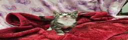 Bengal cats for sale: Bengal kitten's mix - Advert 8
