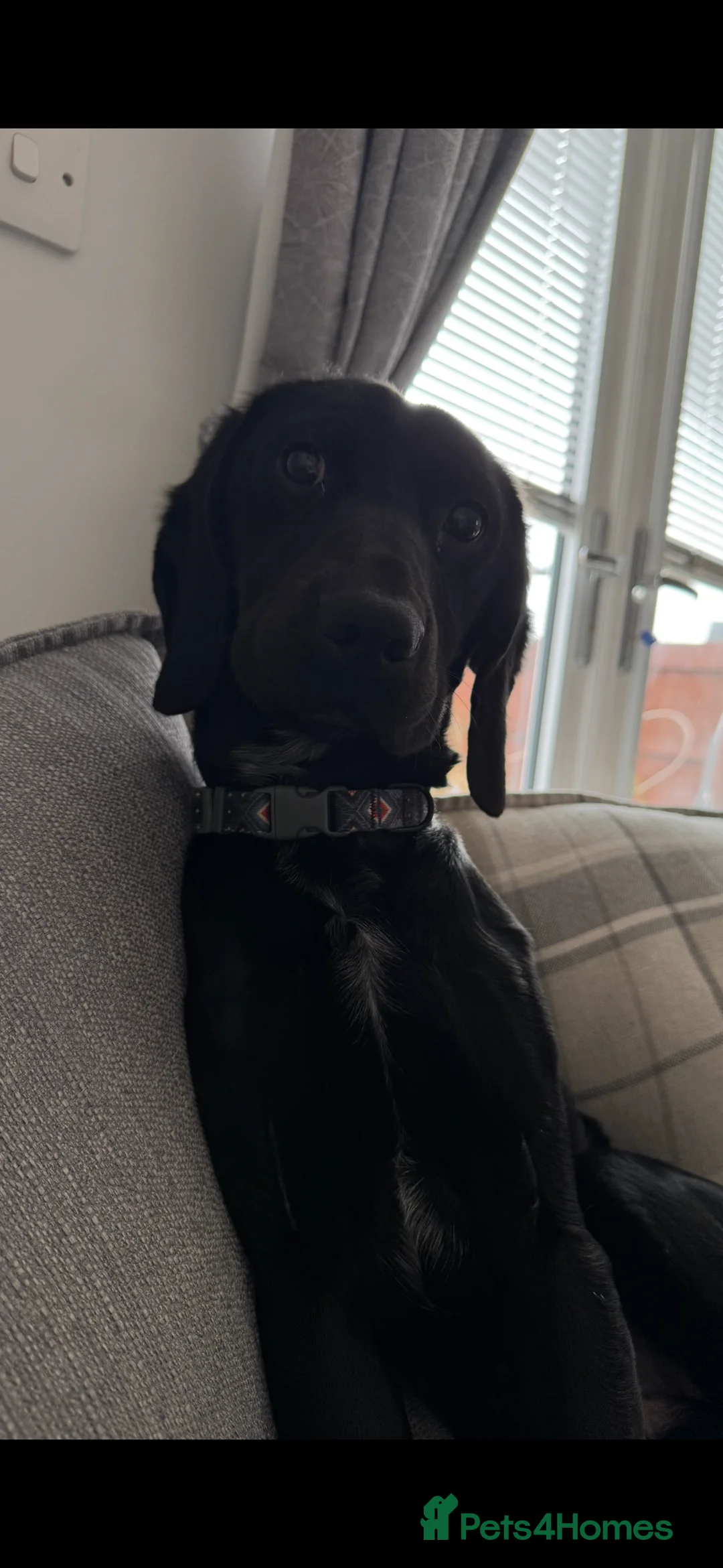 Springador dogs for sale: Re homing Springador   - Advert 6