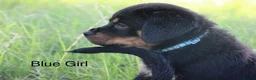 Rottweiler dogs for sale: Nicest home trained rottie pups in Wallasey - Advert 6