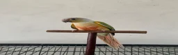 Conures birds for sale: Male pineapple green cheek conure for sale  in Armagh - Advert 2