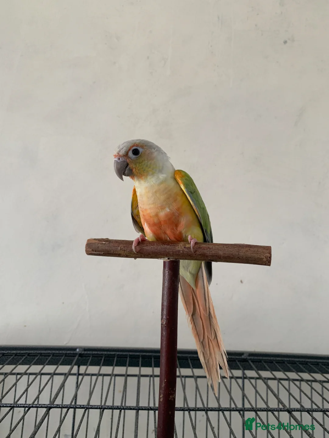 Conures birds for sale: Male pineapple green cheek conure for sale  in Armagh - Advert 2
