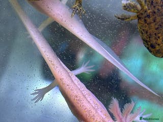 Axolotl reptiles Axolotl babies - Advert 9