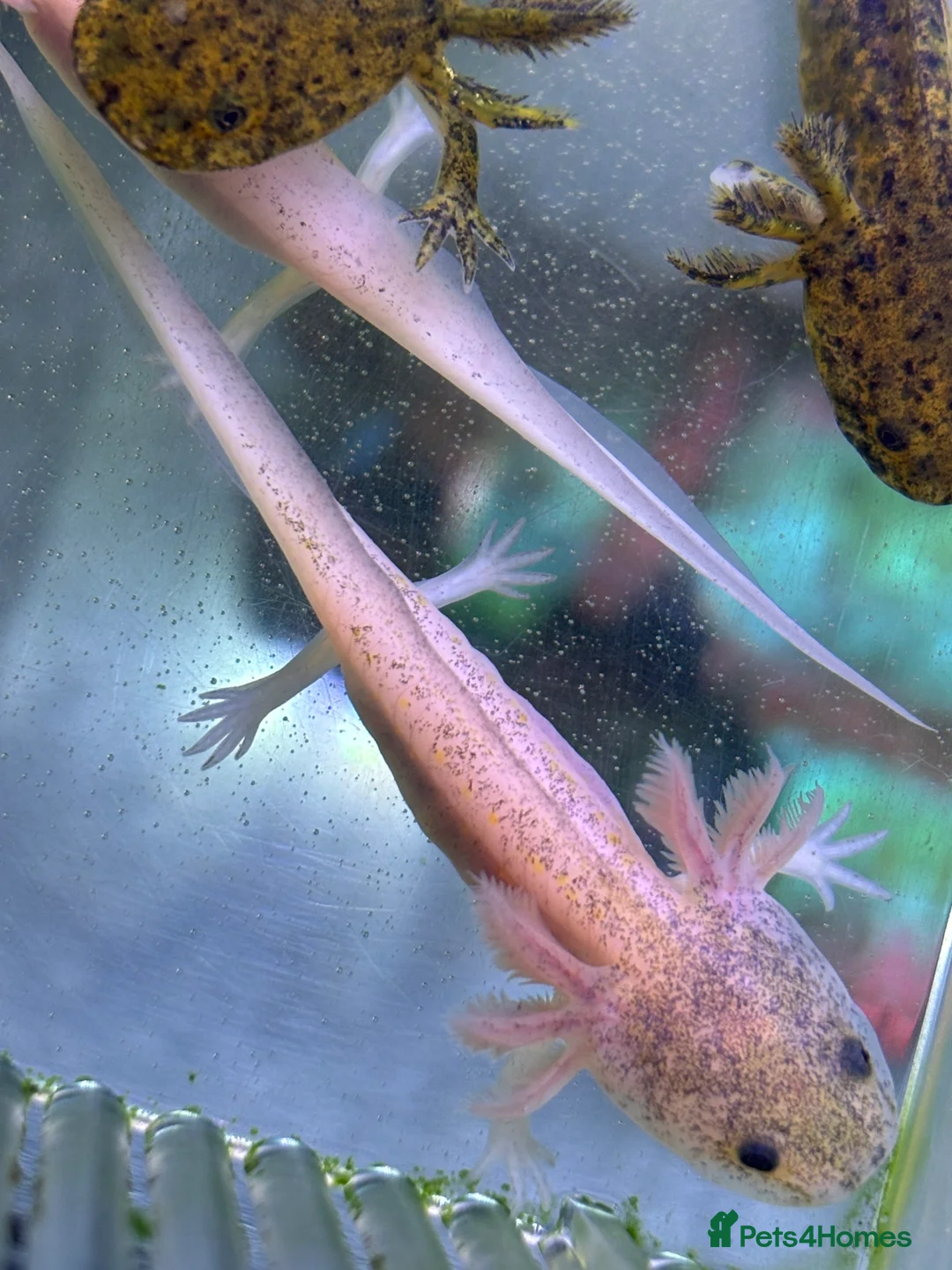 Axolotl reptiles for sale: Axolotl babies  - Advert 1