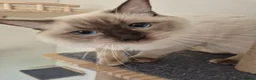 Ragdoll cats for sale: Looking for a loving home for Ragdoll - Advert 5
