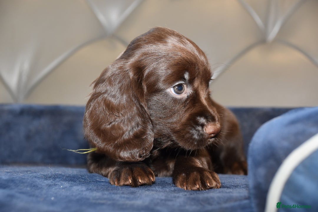Cocker Spaniel dogs for sale: Kc Reg Health Tested Cocker Spaniel Puppies - Advert 20