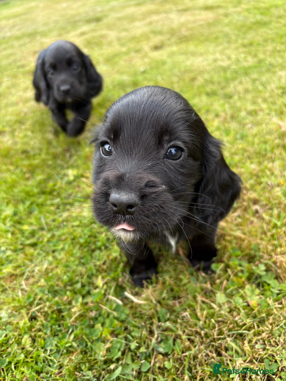 Cocker Spaniel dogs for sale: KC Reg’d Cocker Spaniel Puppies - Image 5