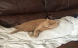 British Shorthair cats for sale: Mr pasha - Image 4