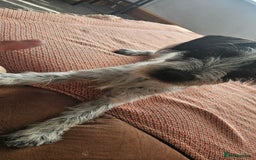 Mixed Breed dogs for sale: Terrier x cocker spaniel 10month old - Image 3
