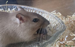 Gerbil rodents for sale: Free 2 male gerbils  - Image 4