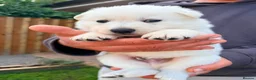 White Swiss Shepherd dogs for sale: White Swiss Shepherd puppies - Advert 7