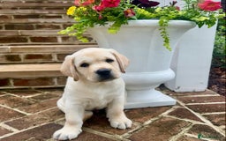 Labrador Retriever dogs for sale: Labrador Retriever Puppies For Sale. - Image 6