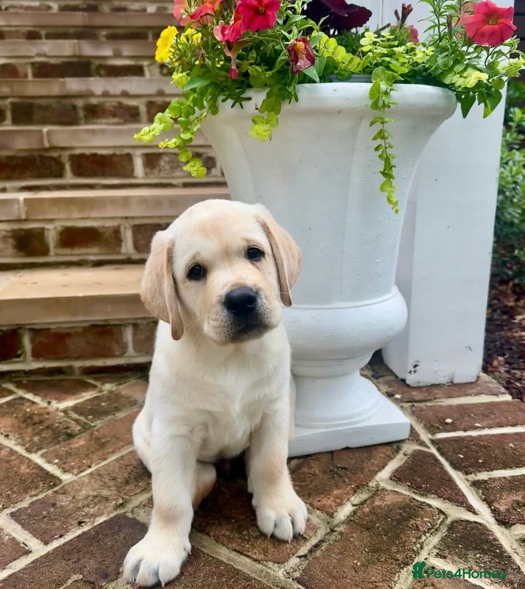 Labrador Retriever dogs for sale: Labrador Retriever Puppies For Sale. - Image 6