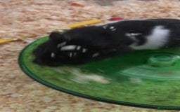 Hamster rodents for sale: Blitzo - Image 10