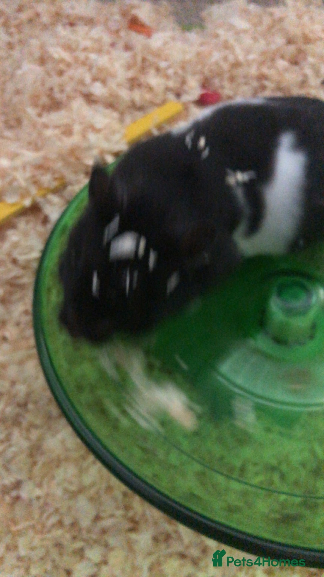 Hamster rodents for sale: Blitzo - Image 10