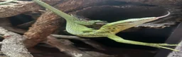 Monitor reptiles for sale: 1.1 yellow tree monitor pair - Advert 4