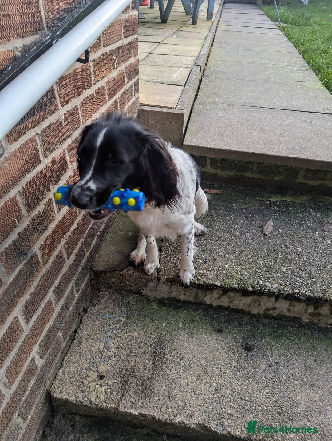 Mixed Breed dogs for sale: Sprockador 11months  - Advert 1