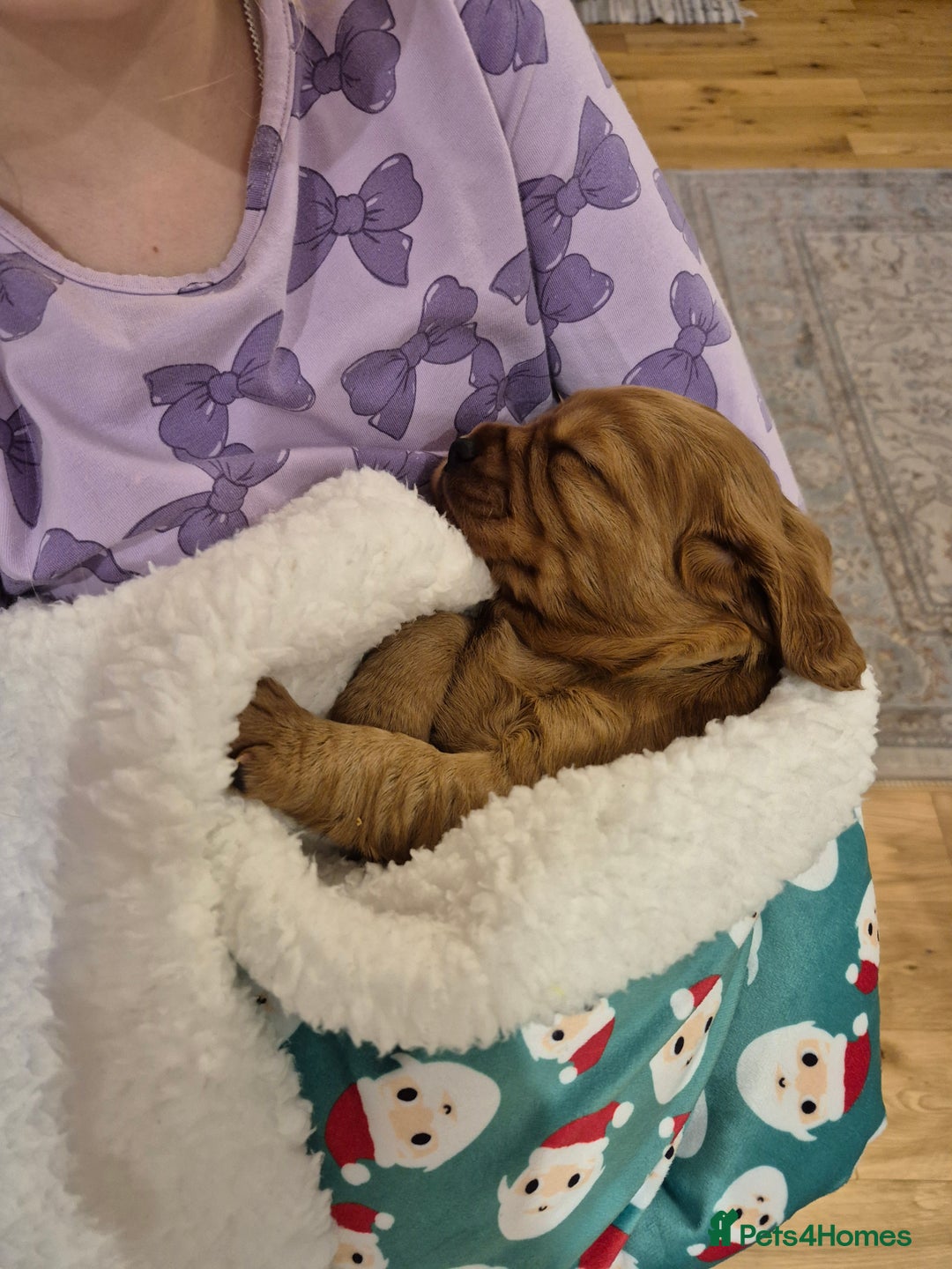 Cocker Spaniel dogs for sale: KC reg,Adorable,Golden Working CockerSpaniel Pupps - Advert 6