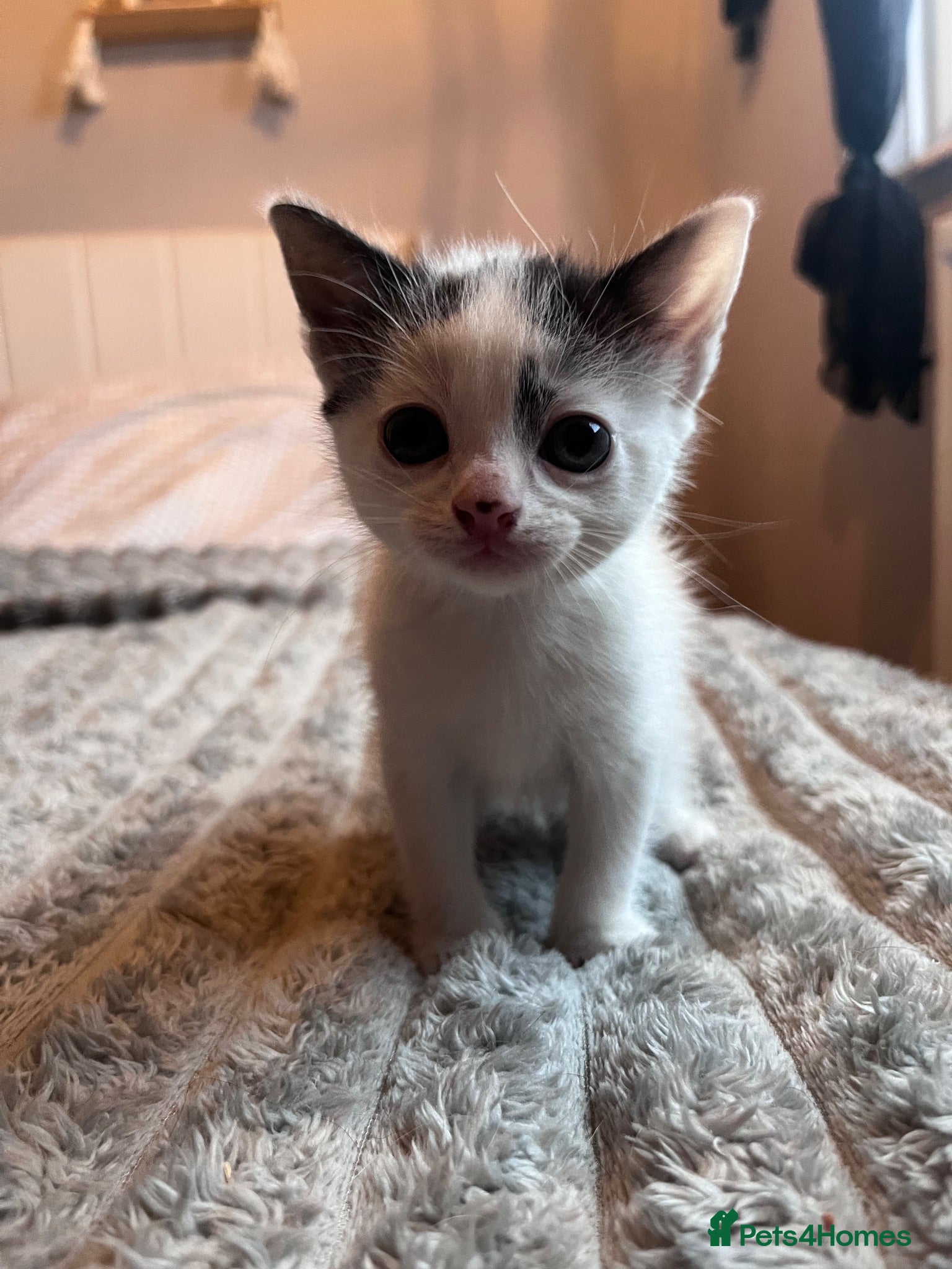 Mixed Breed cats Beautiful kittens for sale  - Advert 5