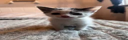 Mixed Breed cats for sale: Beautiful kittens for sale  in Wallsend - Advert 1