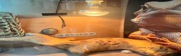 Bearded Dragon reptiles for sale: Bearded dragon with Viv and setup  - Advert 2