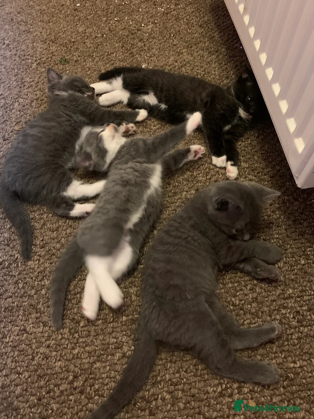 Mixed Breed cats for sale: Beautiful blue boy for sale  - Advert 10